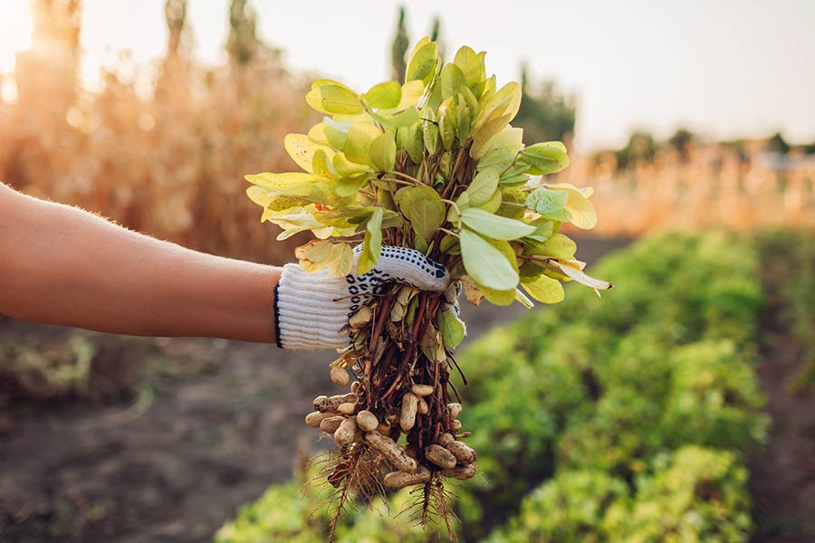 Photo of a person holding a bunch of freshly picked peanuts